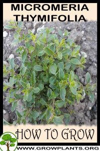 How to grow Micromeria thymifolia