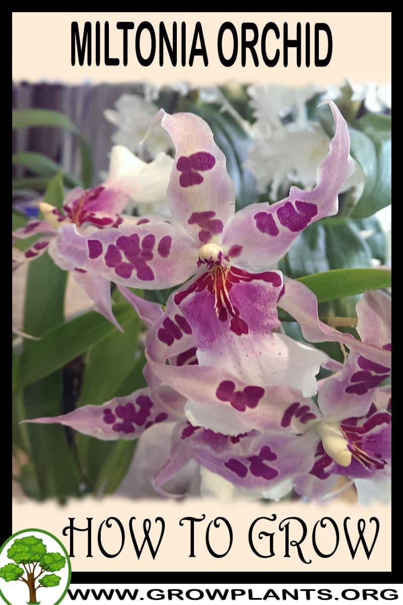 How to grow Miltonia