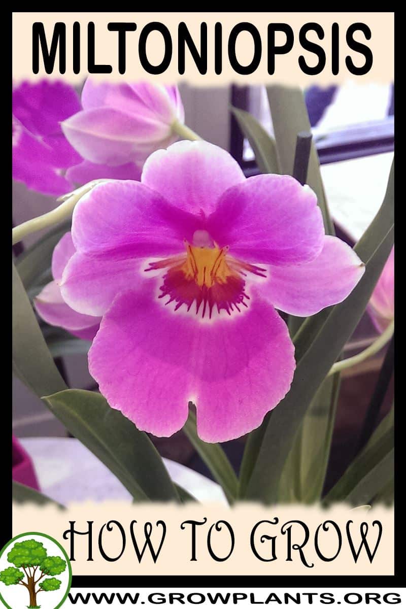 How to grow Miltoniopsis