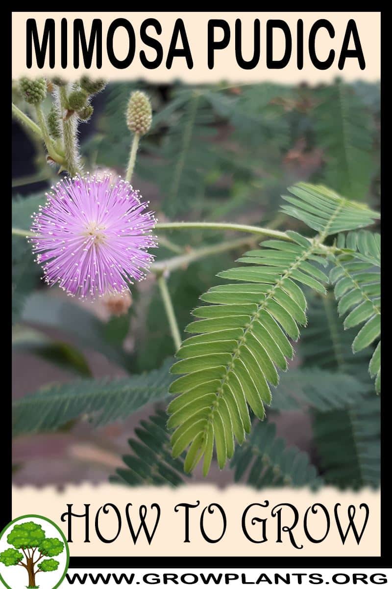 How to grow Mimosa pudica
