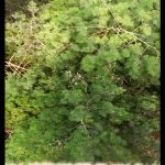 Ming fern