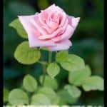 Miniature rose