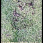 Minuartia