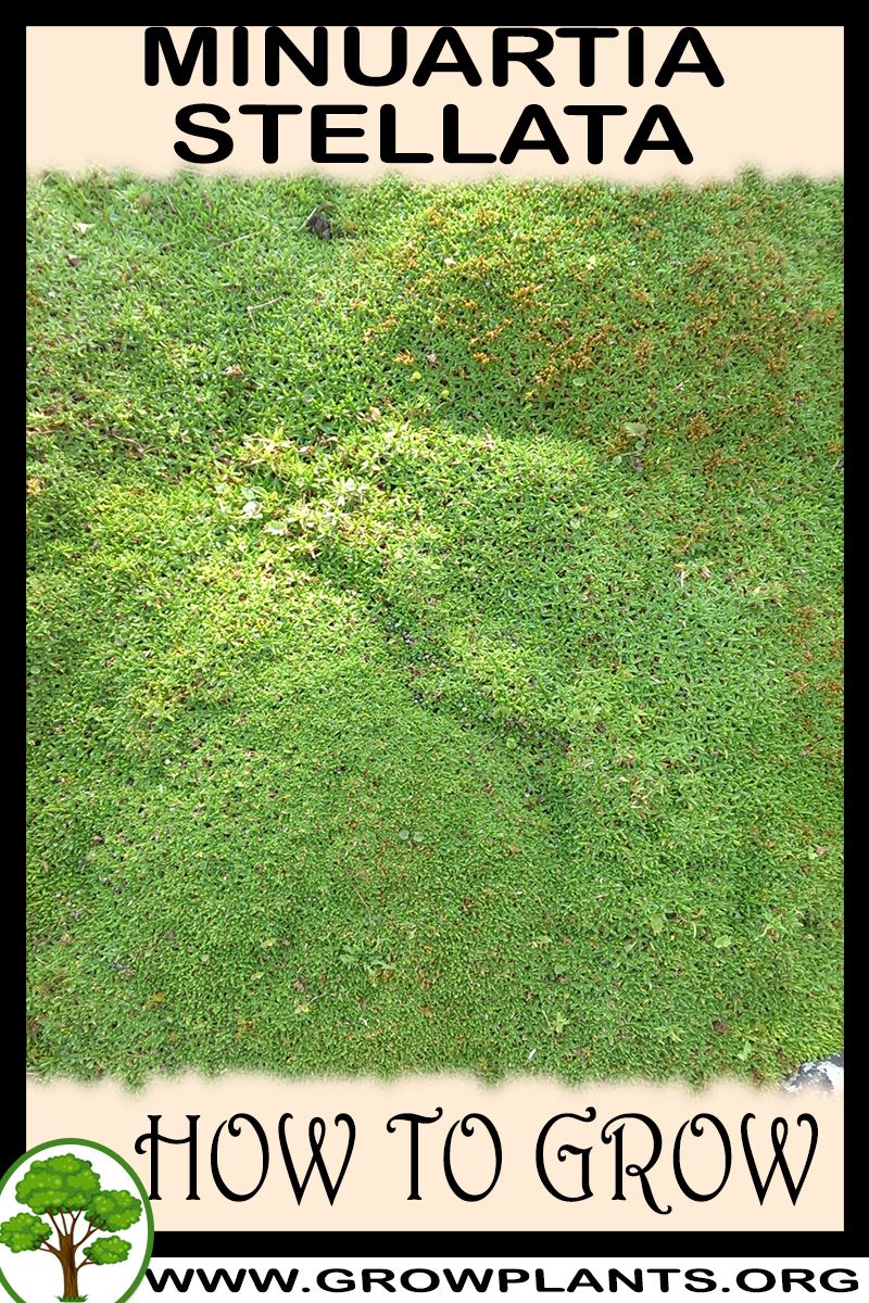 How to grow Minuartia stellata
