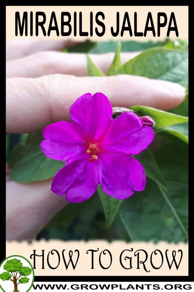 Mirabilis jalapa