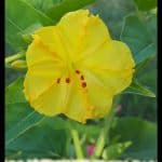 Mirabilis plant
