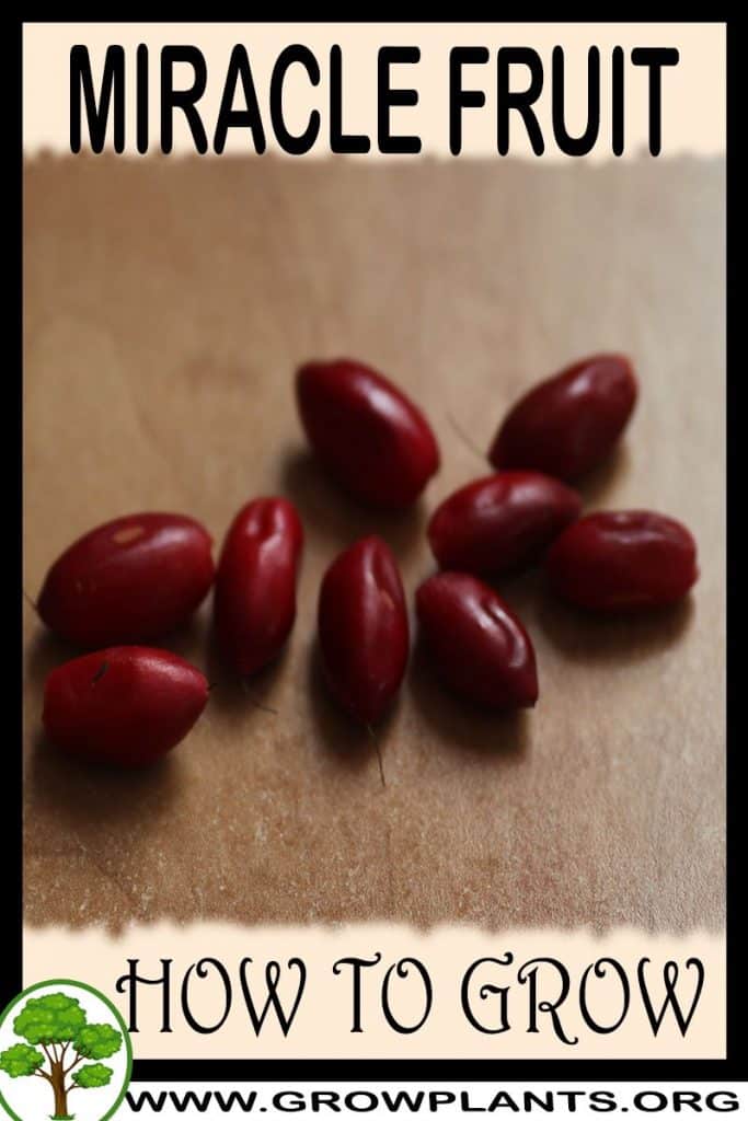 Miracle fruit plant