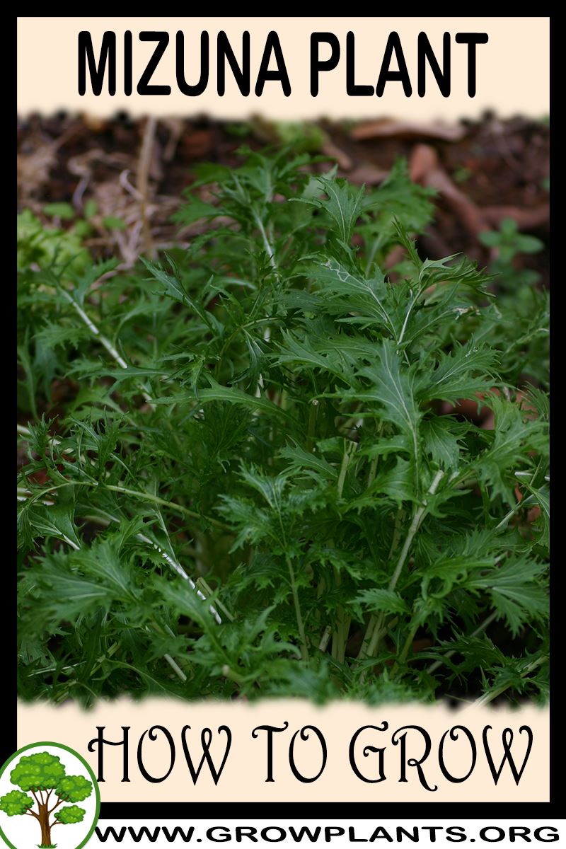 How to grow Mizuna