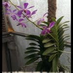 Mokara orchid