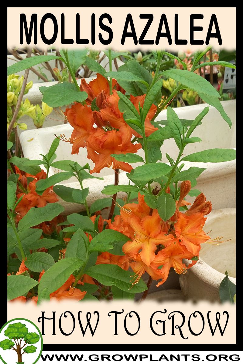 How to grow Mollis Azalea