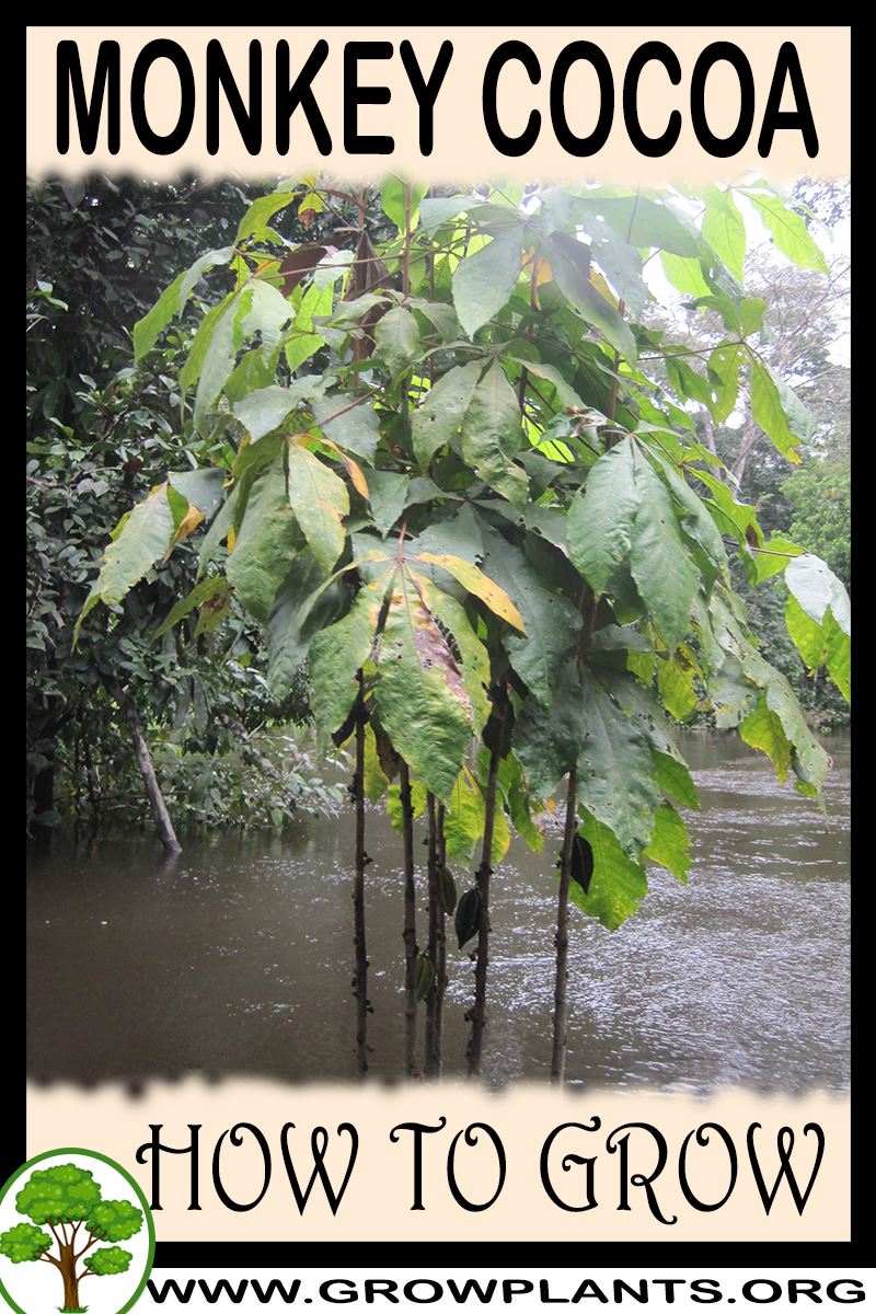 How to grow Monkey cocoa