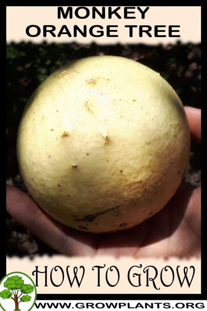 Monkey orange tree