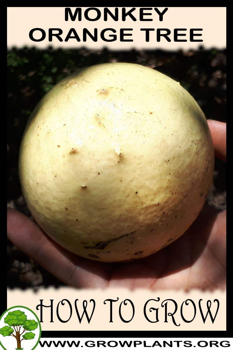 How to grow Monkey orange tree