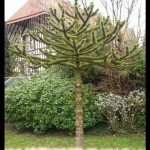 Monkey puzzle tree