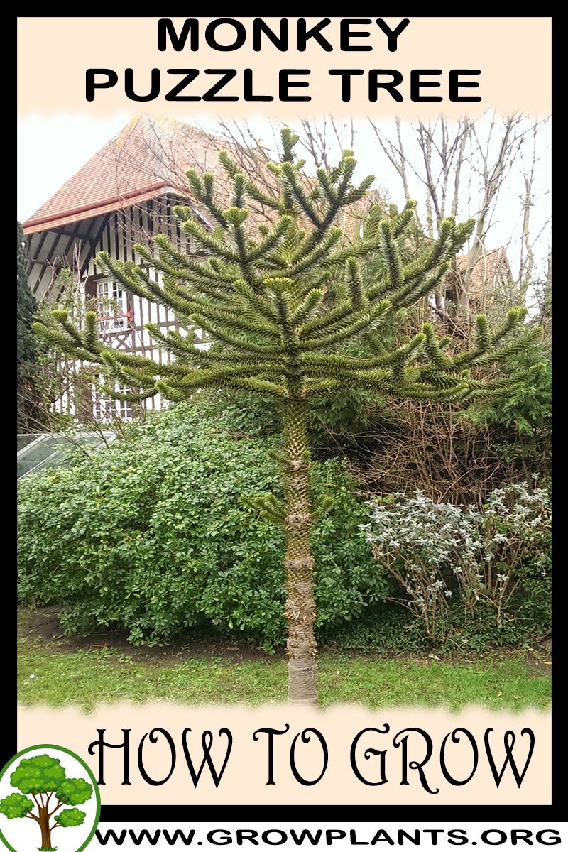 How to grow Monkey puzzle tree