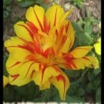 Monsella tulip