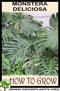 How to grow Monstera deliciosa