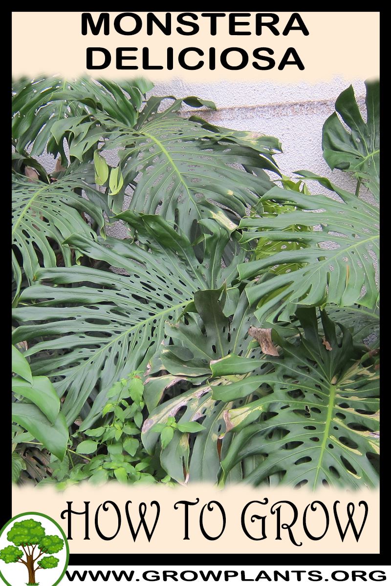 How to grow Monstera deliciosa