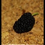 Morus nigra