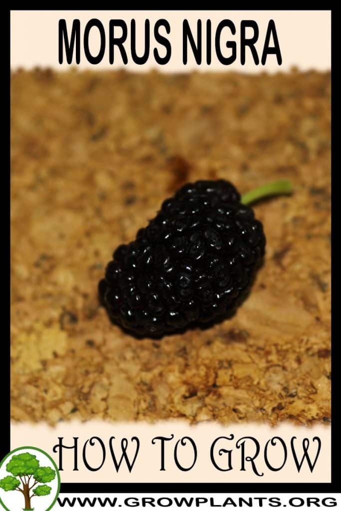 Morus nigra