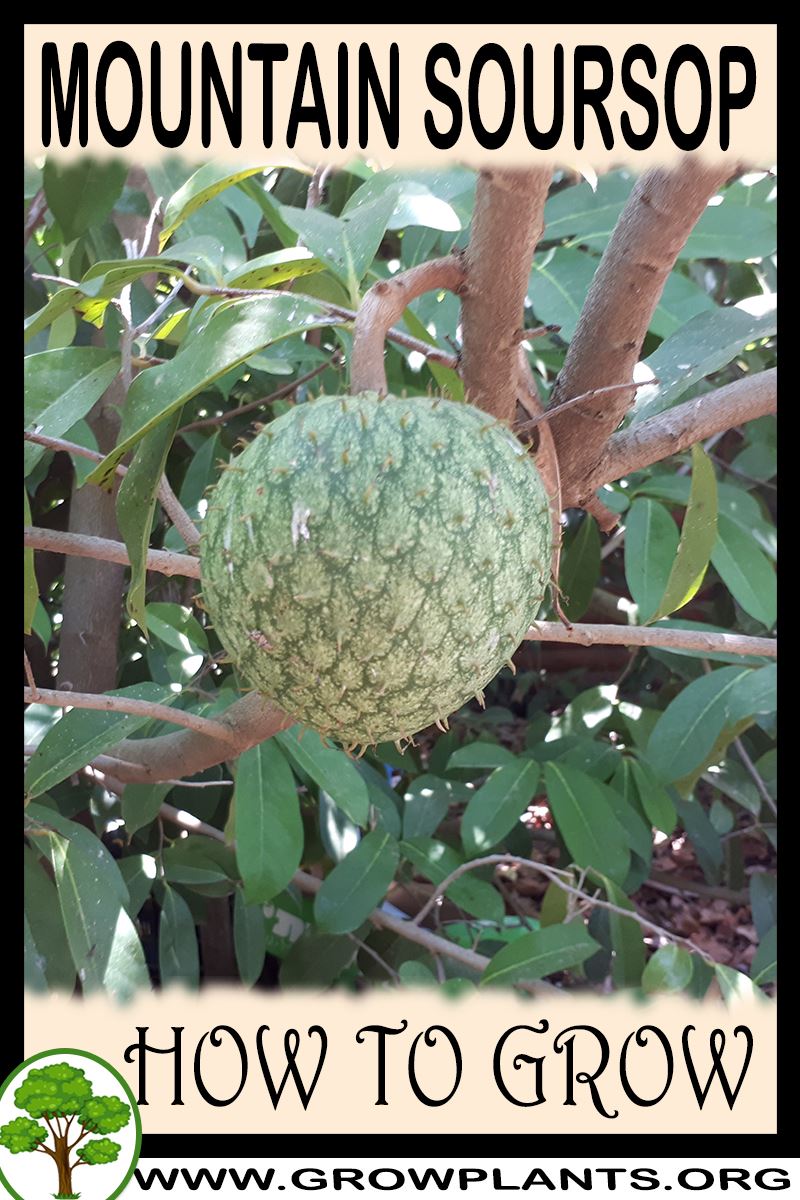 How to grow Mountain soursop