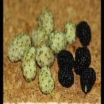Mulberry tree