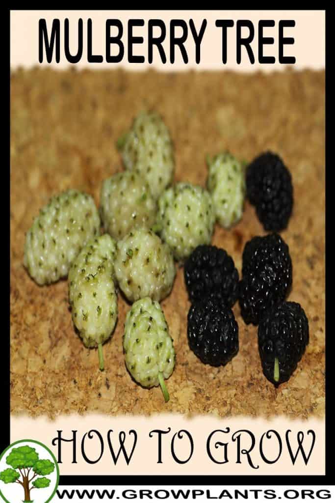 Mulberry tree