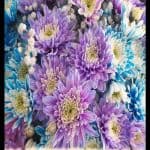 Mum flower