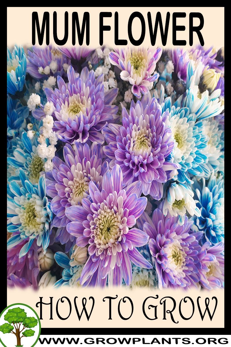 How to grow Mum flower