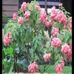Mussaenda plant