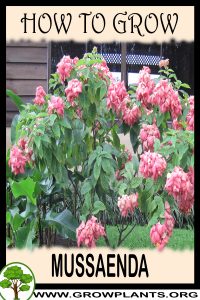 How to grow Mussaenda