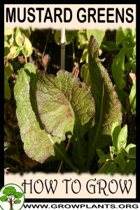 How to grow Mustard greens
