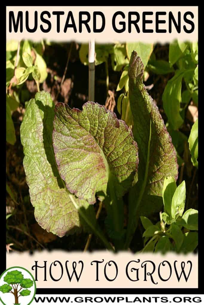 Mustard greens