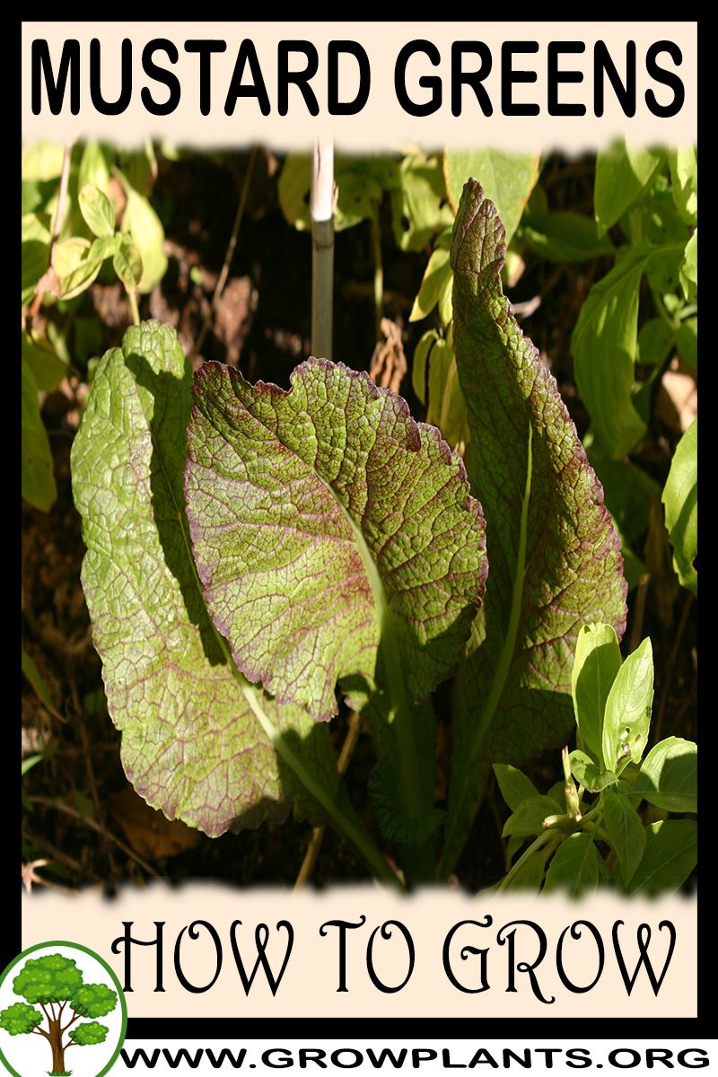 How to grow Mustard greens