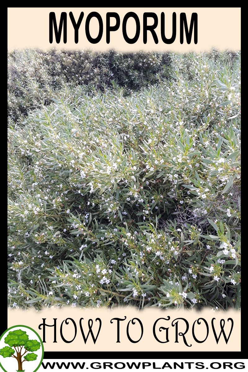 How to grow Myoporum