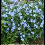 Myosotis sylvatica