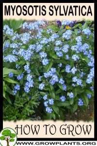 How to grow Myosotis sylvatica