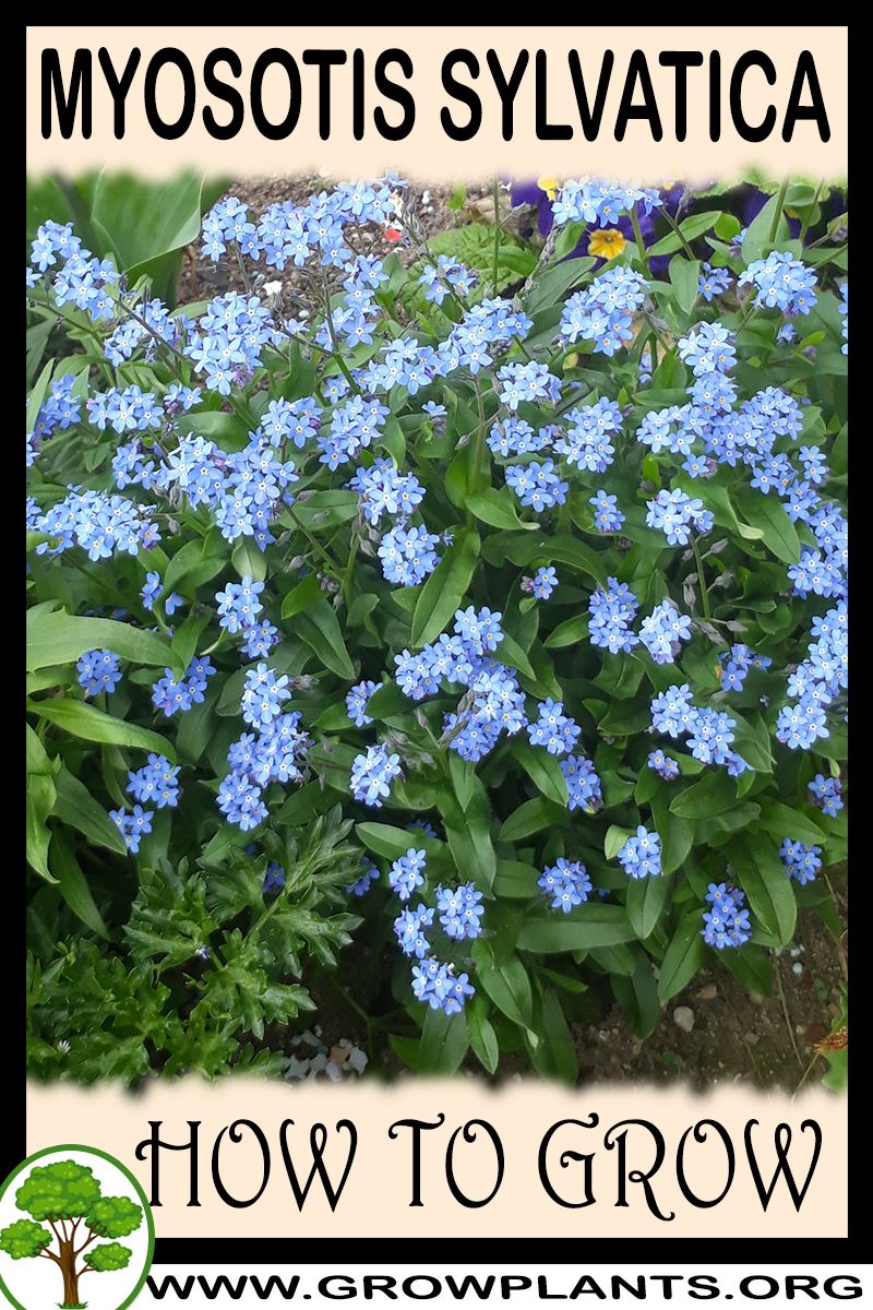 How to grow Myosotis sylvatica