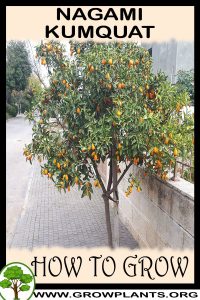 How to grow Nagami kumquat