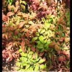 Nandina domestica