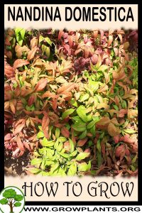 How to grow Nandina domestica