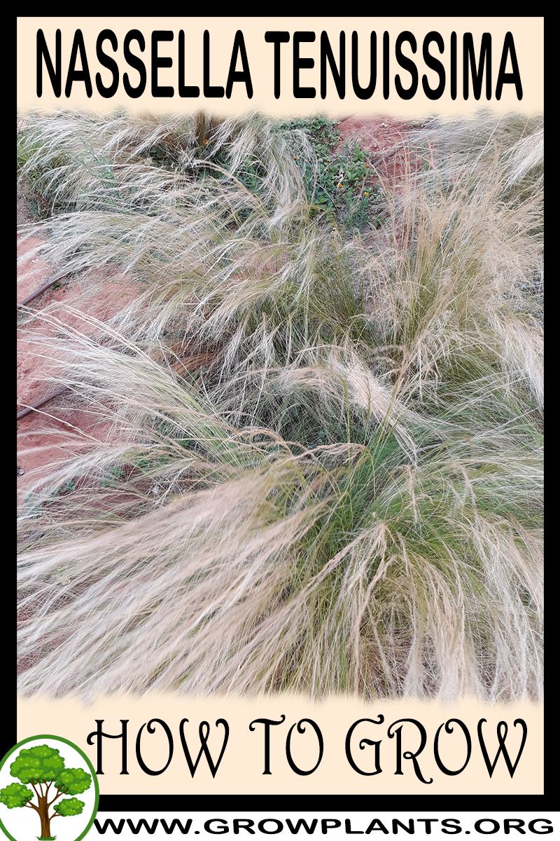 How to grow Nassella tenuissima