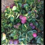 Natal plum