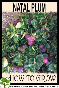 How to grow Natal Plum