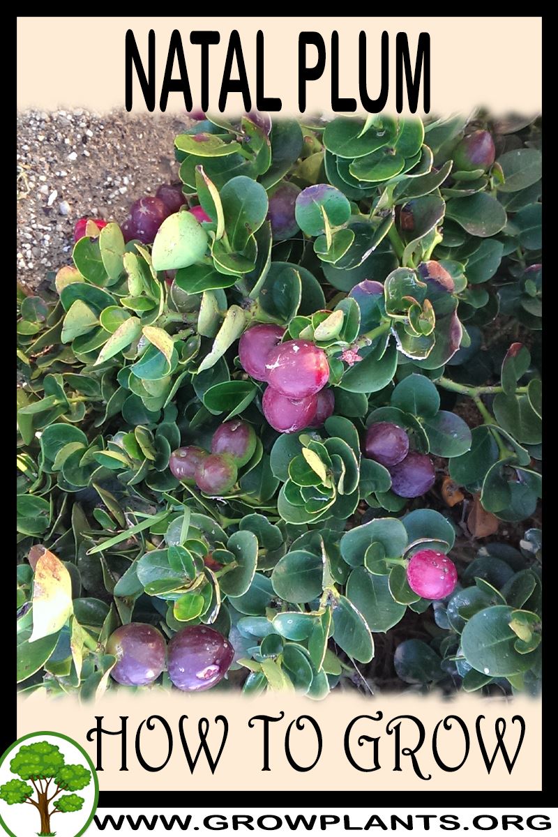 How to grow Natal Plum