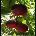 Nectarine tree