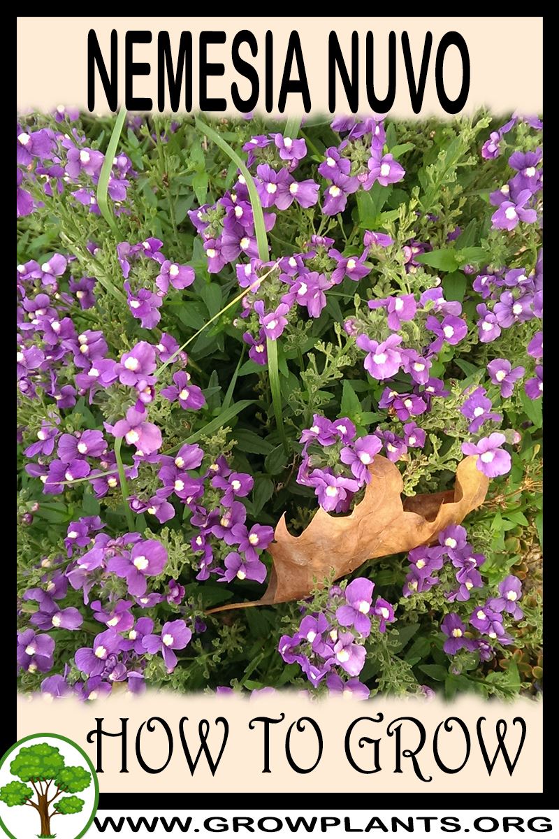 How to grow Nemesia nuvo