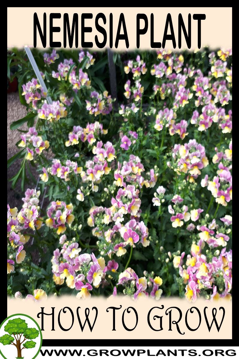 How to grow Nemesia plant