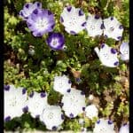 Nemophila maculata