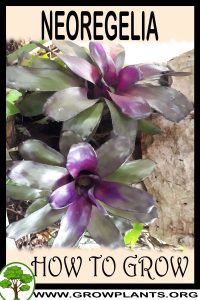 How to grow Neoregelia